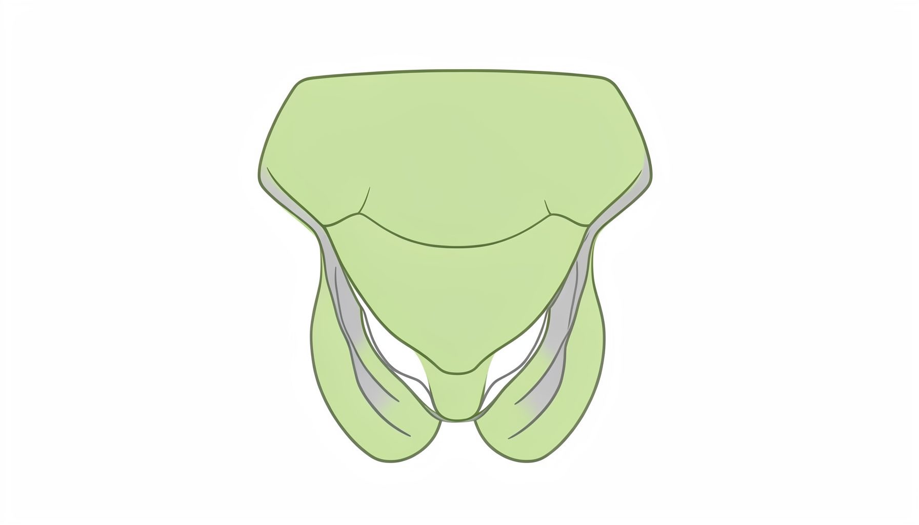Schéma anatomique simplifié en tons vert pâle et gris montrant la région pelvienne masculine, avec un tracé épuré et didactique.